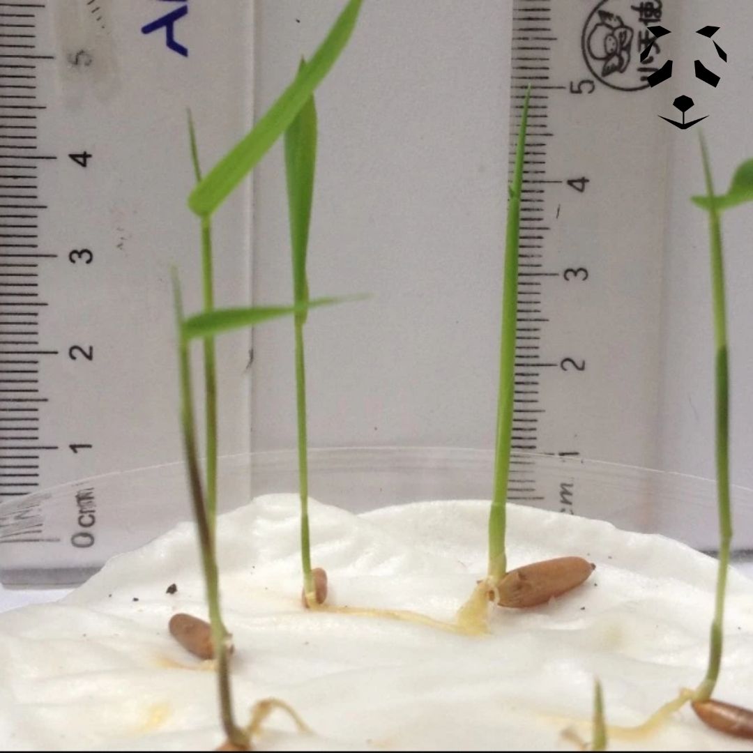 Germination des graines de bambou bambusa longinternode