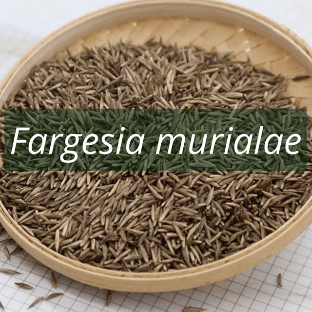 Graines de bambou fargesia murialae